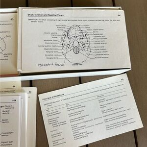 Anatomy Study Cards